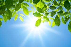 Green leaves against a bright blue sky with sun rays, symbolizing clarity and growth